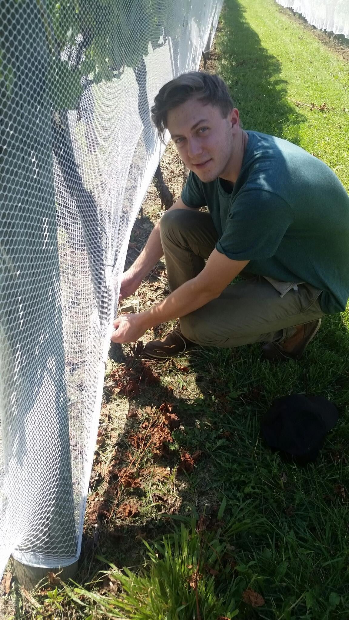Tales of a Winery Intern