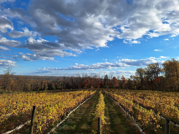 The Best Wines are the Ones You Fight For